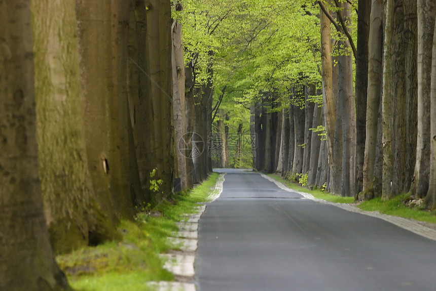 森林路径树木树叶人行道寂寞环境保护风光绿色田园公园远足图片