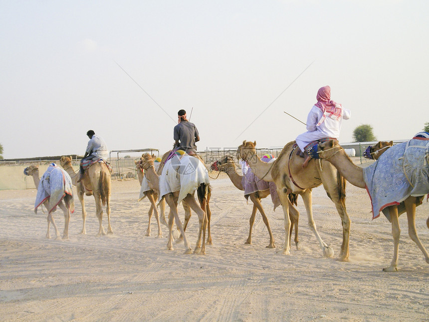 活动大篷车旅行运输太阳驼峰脖子动物海湾冒险男人沙漠图片