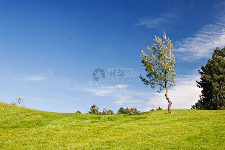 绿地中的树天空公园生态地平线季节国家场地植物晴天植物群图片