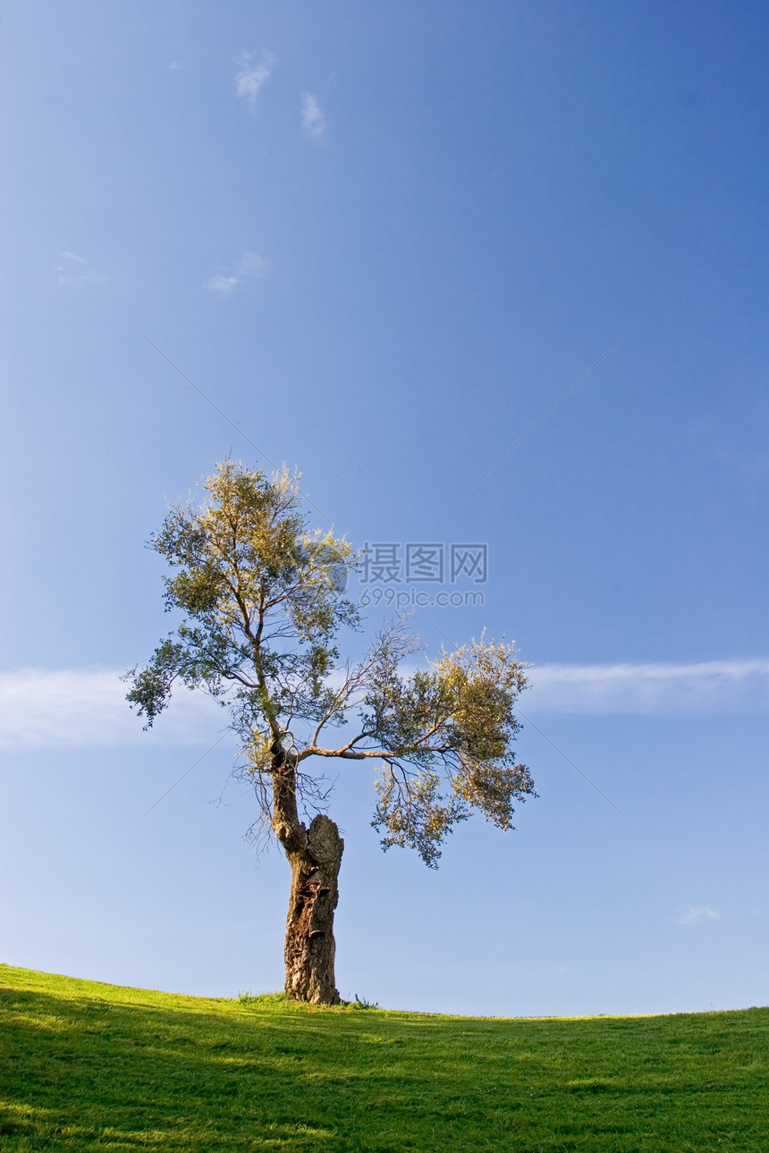 树天空公园晴天地平线风景植物群土地生态国家太阳图片