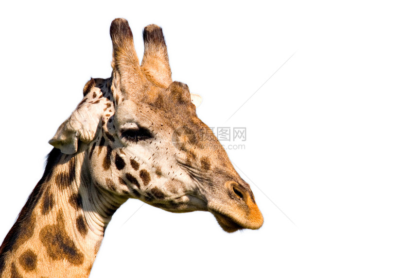 Giraffe 剖面图牛角哺乳动物斑点荒野动物动物园耳朵白色鼻子野生动物图片