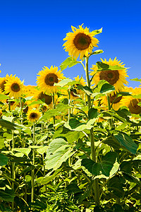 向日向农作物太阳种子偏光片向日葵蓝色蜂蜜头发天空花粉背景图片