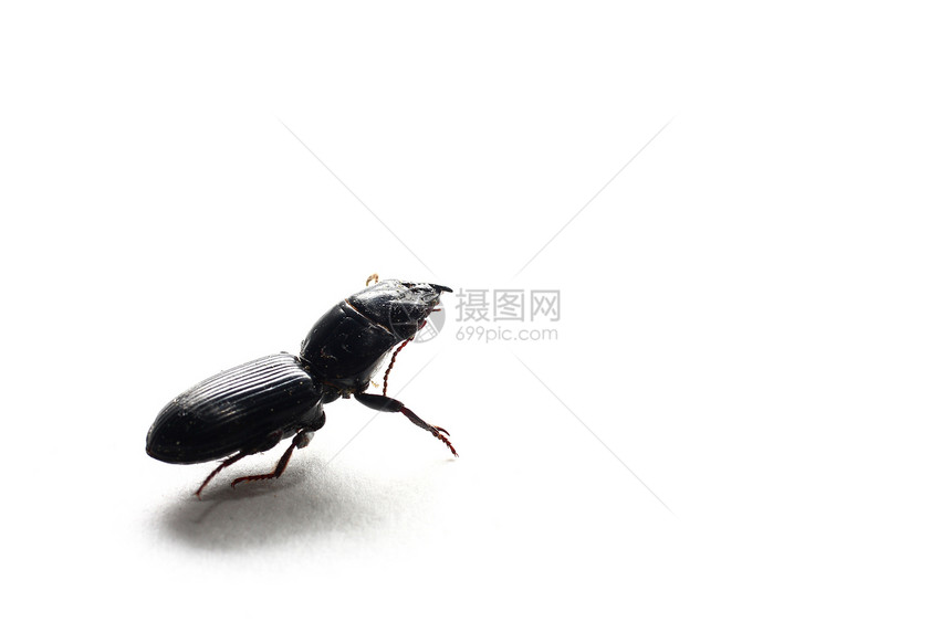 黑甲虫荒野眼睛野生动物害虫昆虫黑色翅膀漏洞宏观图片