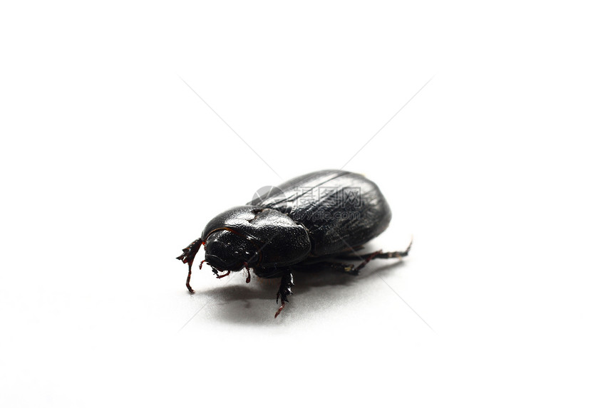 黑甲虫眼睛宏观翅膀野生动物荒野昆虫漏洞害虫黑色图片