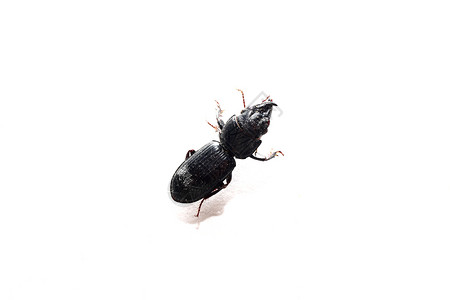 地甲虫黑甲虫昆虫宏观眼睛野生动物漏洞害虫翅膀荒野黑色背景