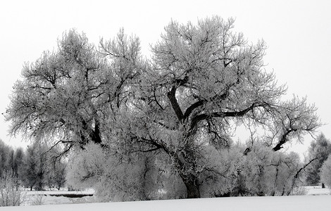 霜花树薄雾树木白色图片
