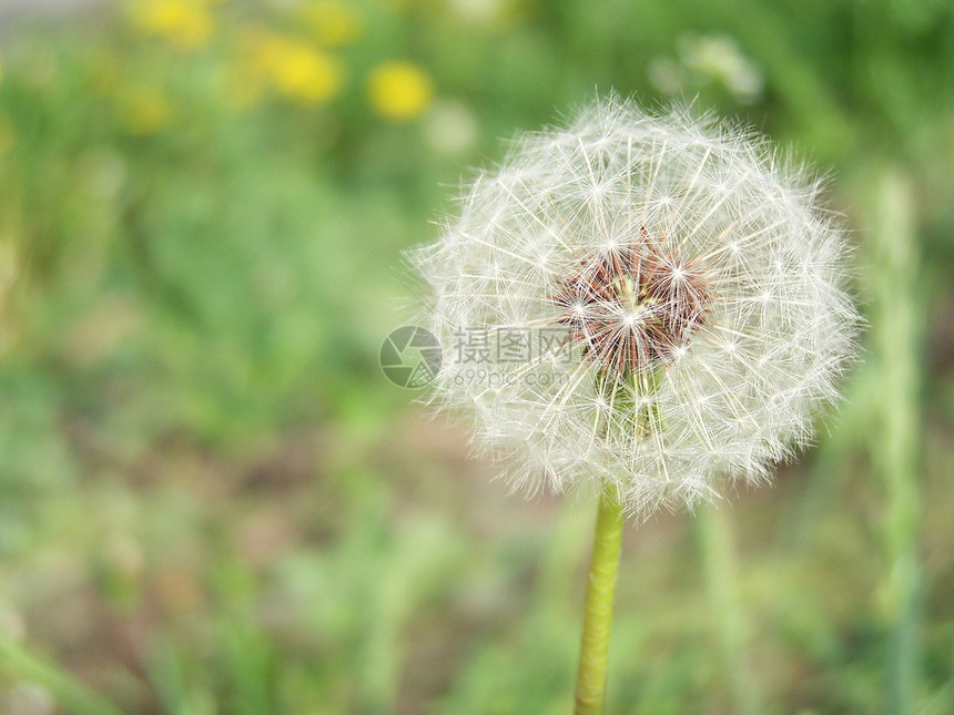 白花层花朵种子植物群绿色杂草白色生长花园植物生命图片