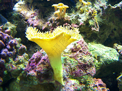 黄海葵热带黄海葵高清图片