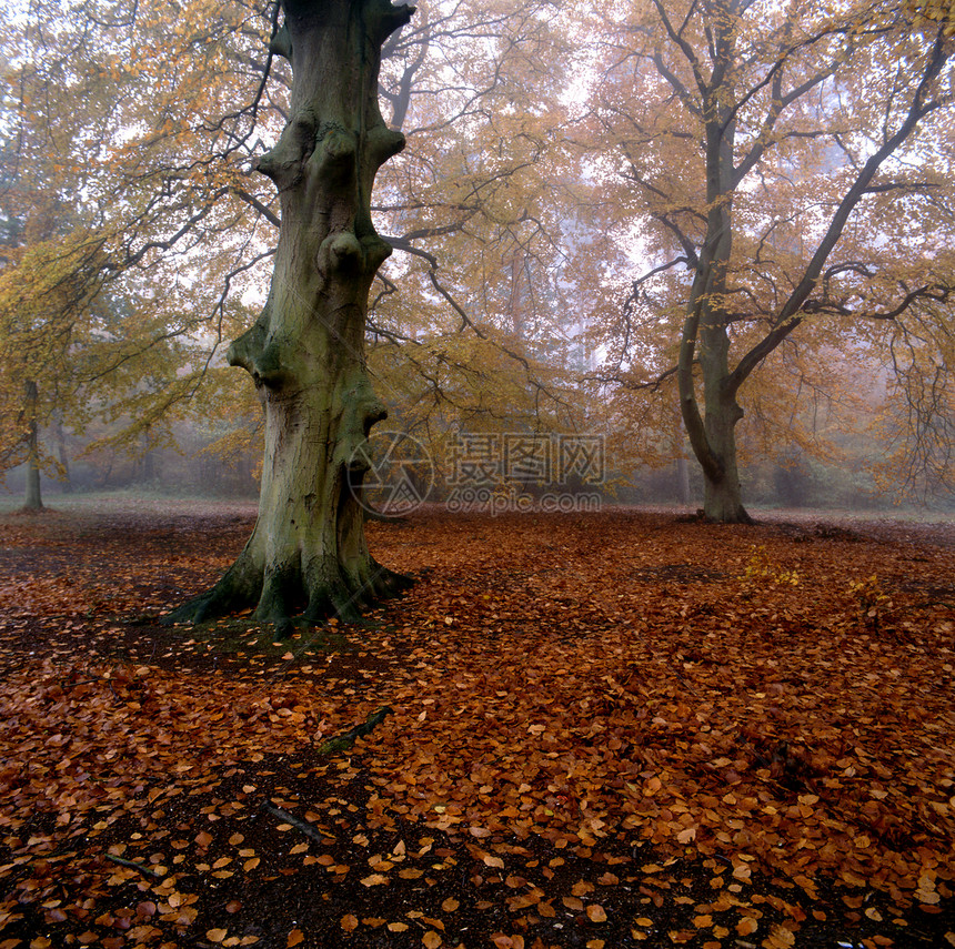 秋季土地木头地面公园风景场景叶子反射环境橙子图片