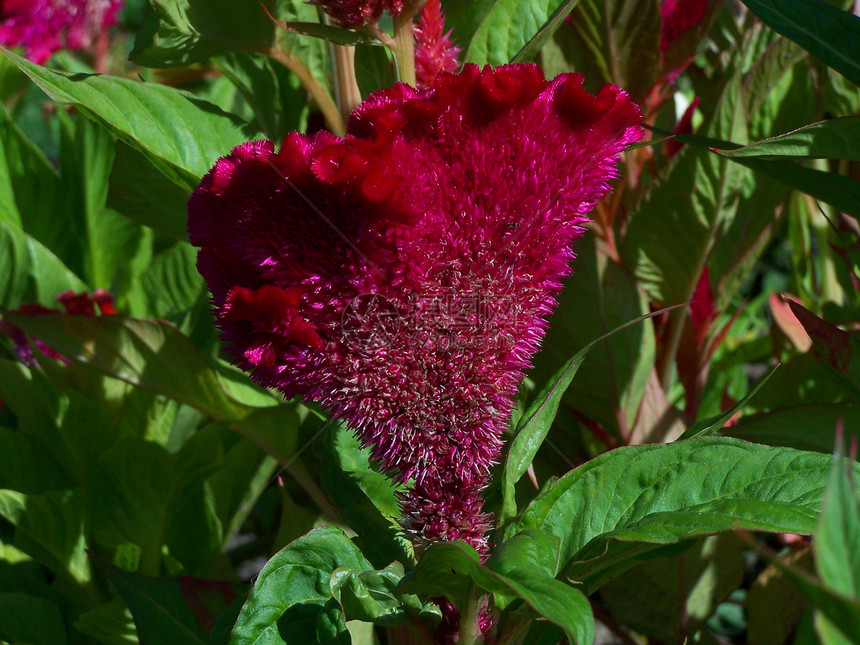 塞罗西亚花园花店香味鸡冠花宏观紫色花朵植物生长植被图片