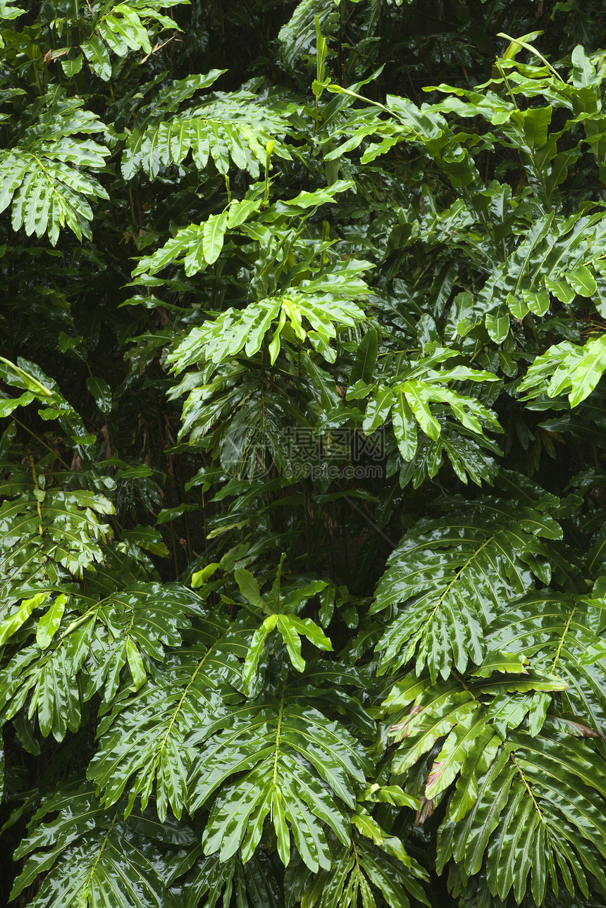 夏威夷毛伊的姜树厂自然照片树叶森林叶子绿色风景植物图片