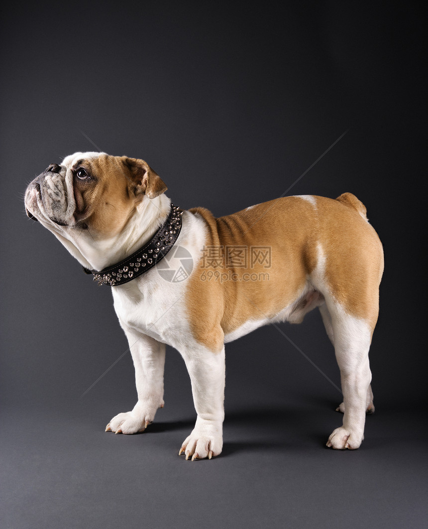 斗牛犬肖像哺乳动物工作室照片衣领男性动物尖刺犬类家畜图片