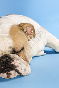 睡着的英国斗牛犬家畜斗牛犬休息动物犬类照片蓝色疲劳眼睛工作室背景图片