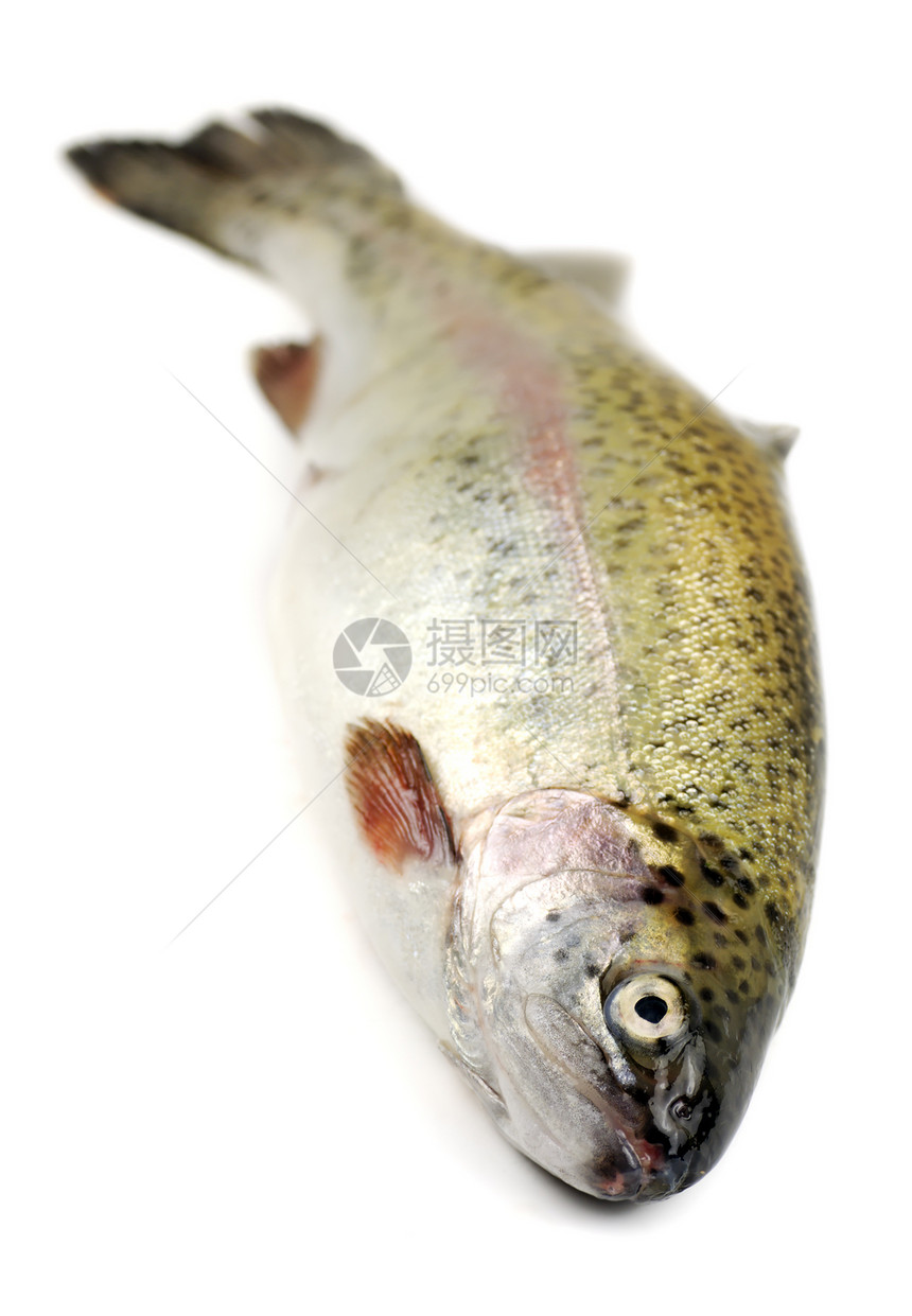 虹鳟鱼鳟鱼淡水营养斑点饮食食物眼睛海洋图片