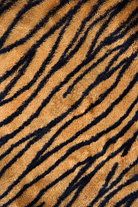 老虎打印地毯背景图片