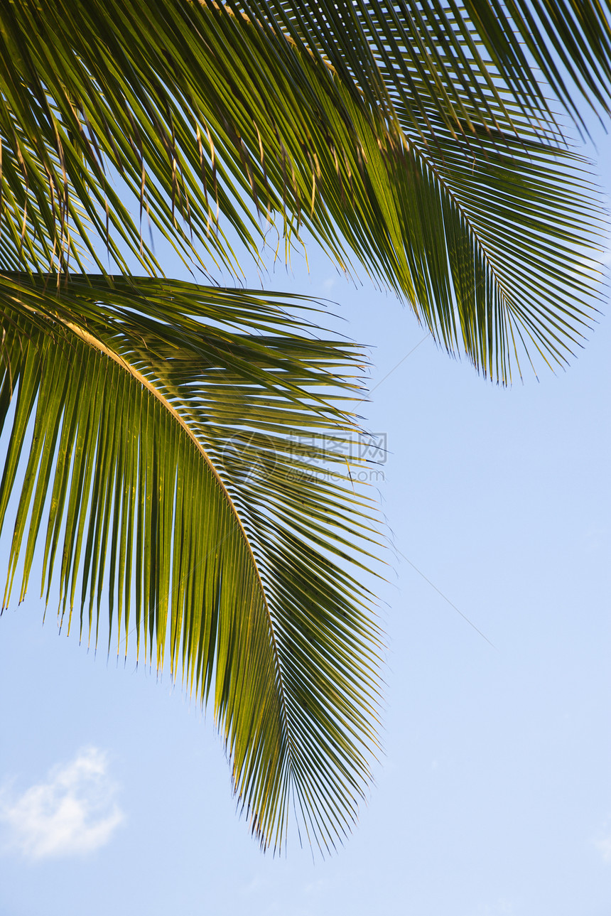 棕榈树和天空热带棕榈叶子照片植物图片