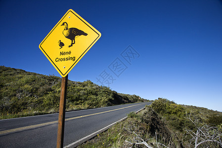 哈雷阿卡拉夏威夷毛伊岛的尼内十字路口牌旅行穿越水平国鸟照片野生动物警告风景动物背景