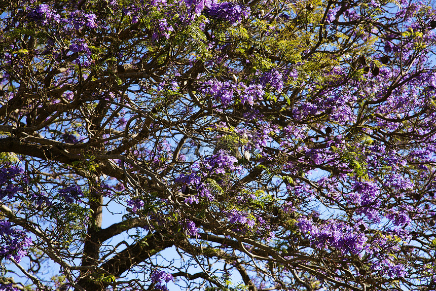 夏威夷毛伊的Jacaranda树图片