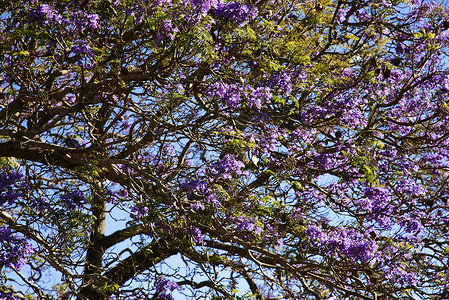 夏威夷毛伊的Jacaranda树高清图片