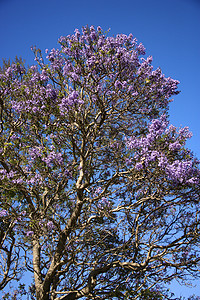 哈雷阿卡拉夏威夷毛伊的贾卡兰达树植物园艺照片背景