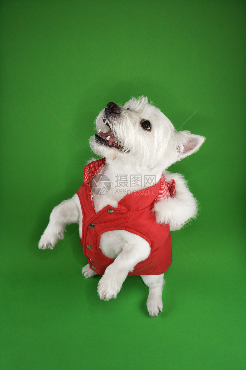 白色野狗乞讨诡计猎犬犬类宠物玩具高地梗照片绿色外套小狗图片