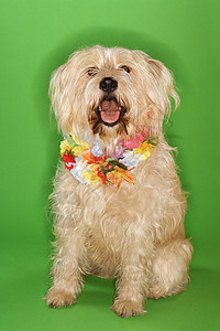 混种狗狗穿着莱莉坐着宠物绿色照片笨蛋戏服棕色热带犬类观众动物背景