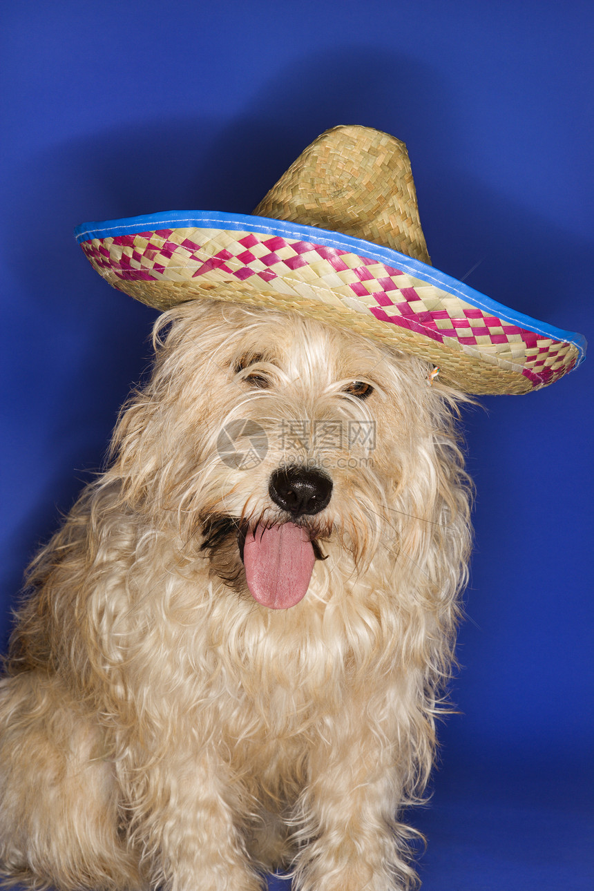 穿着薄膜的狗动物戏服犬类棕色边帽照片帽子宠物笨蛋混种图片
