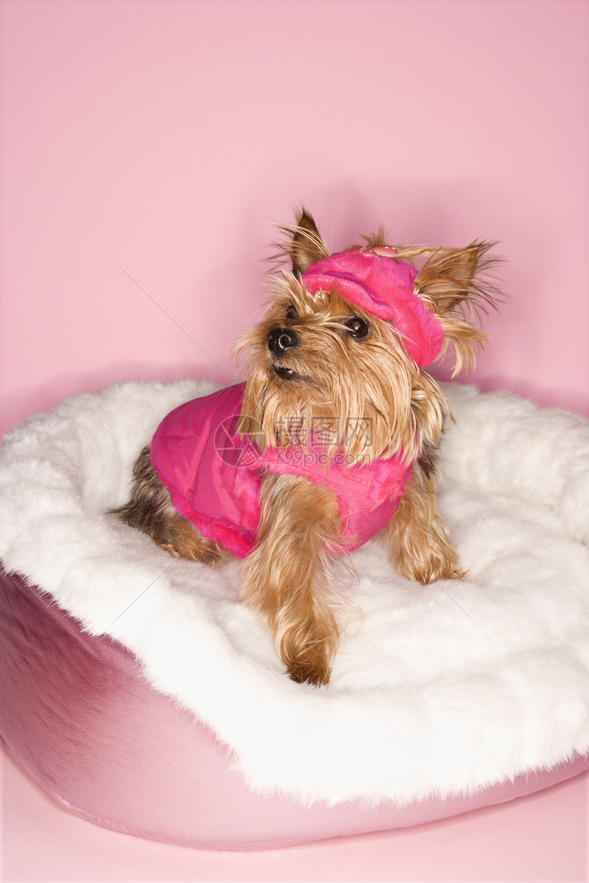 穿粉红色衣服的约克郡泰瑞狗图片