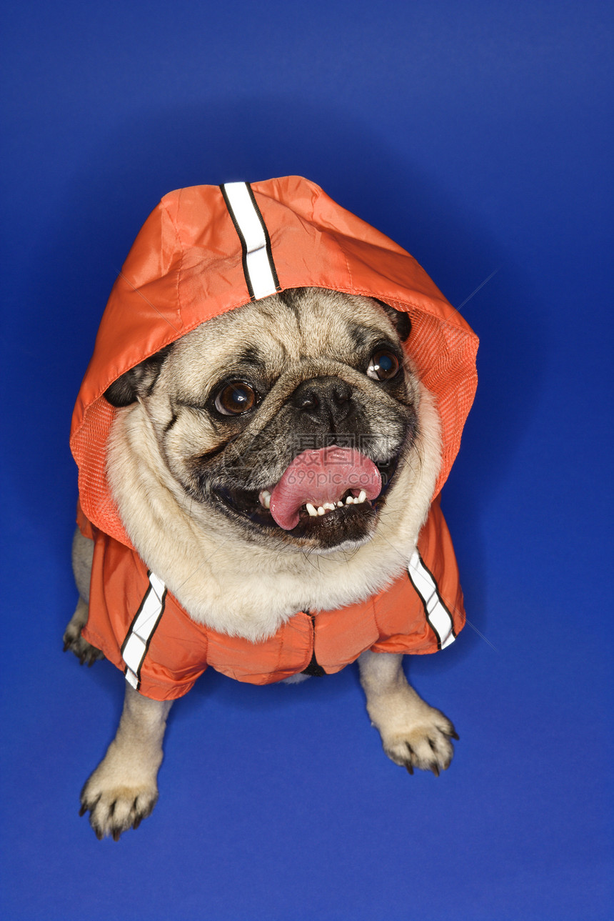 帕格穿着连帽衫夹克玩具小狗舌头犬类动物宠物照片图片