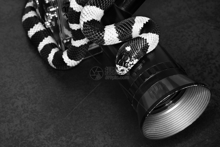 加州Kingsnake 在电影相机上爬虫艺术水平镜片条纹黑与白王蛇照片视觉图片
