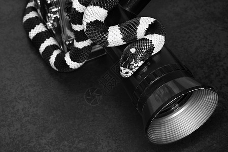 加州Kingsnake 在电影相机上爬虫艺术水平镜片条纹黑与白王蛇照片视觉背景图片