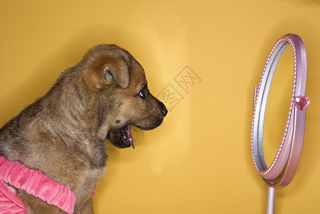 穿着裙子的小狗在照镜子高清图片