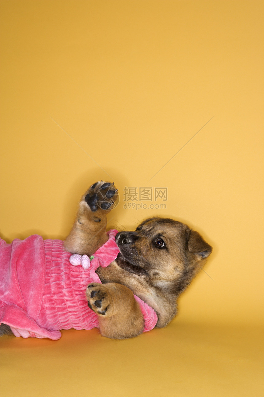 穿礼服的小狗笨蛋动物裙子宠物说谎犬类服装打扮混种衣服图片