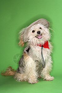 穿跑狗装的毛茸茸的狗衣服打扮服装混种绿色卡其色戏服眼神长发头巾背景图片