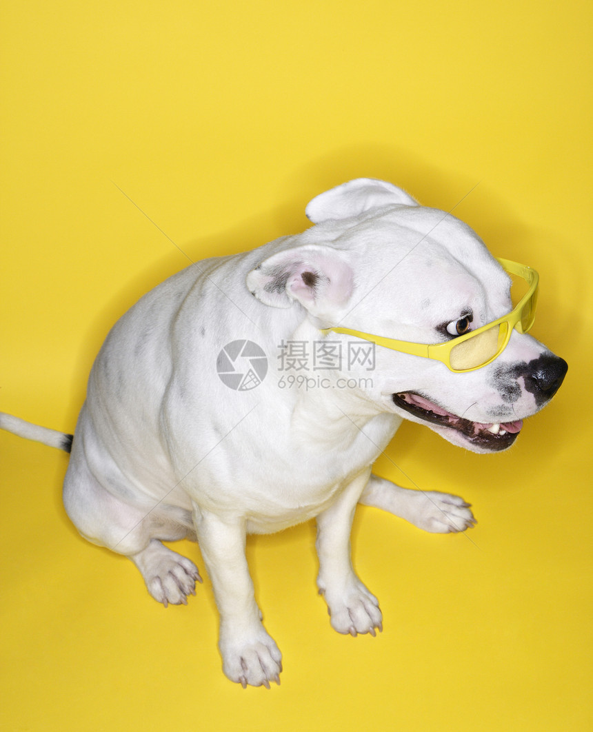 白狗戴黄色眼镜短发犬类动物太阳镜宠物高角度照片短毛狗斗牛犬图片