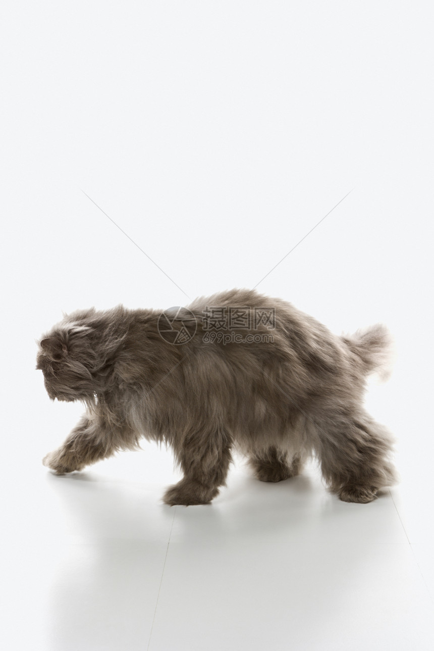 灰色波斯猫走路图片