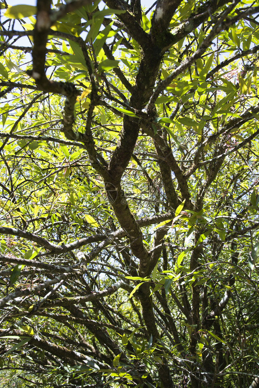 毛伊岛有绿叶树图片