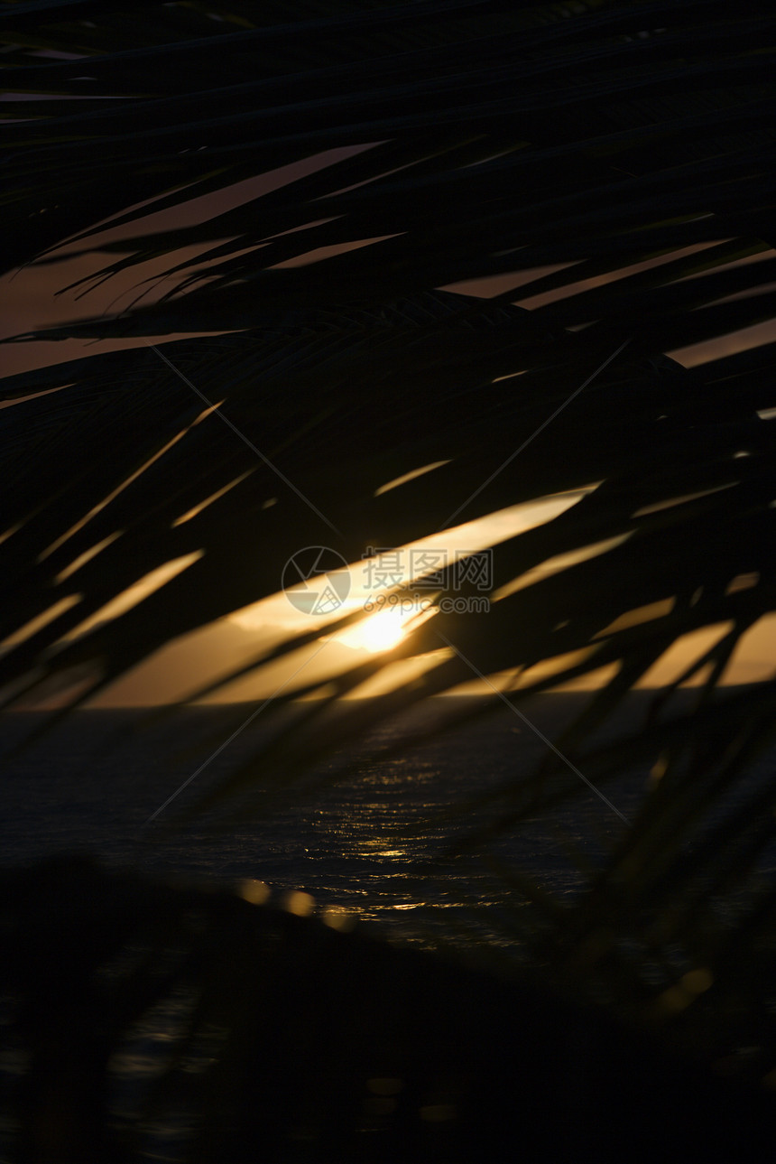 棕榈叶对日落植物棕榈热带风景叶子照片海洋图片