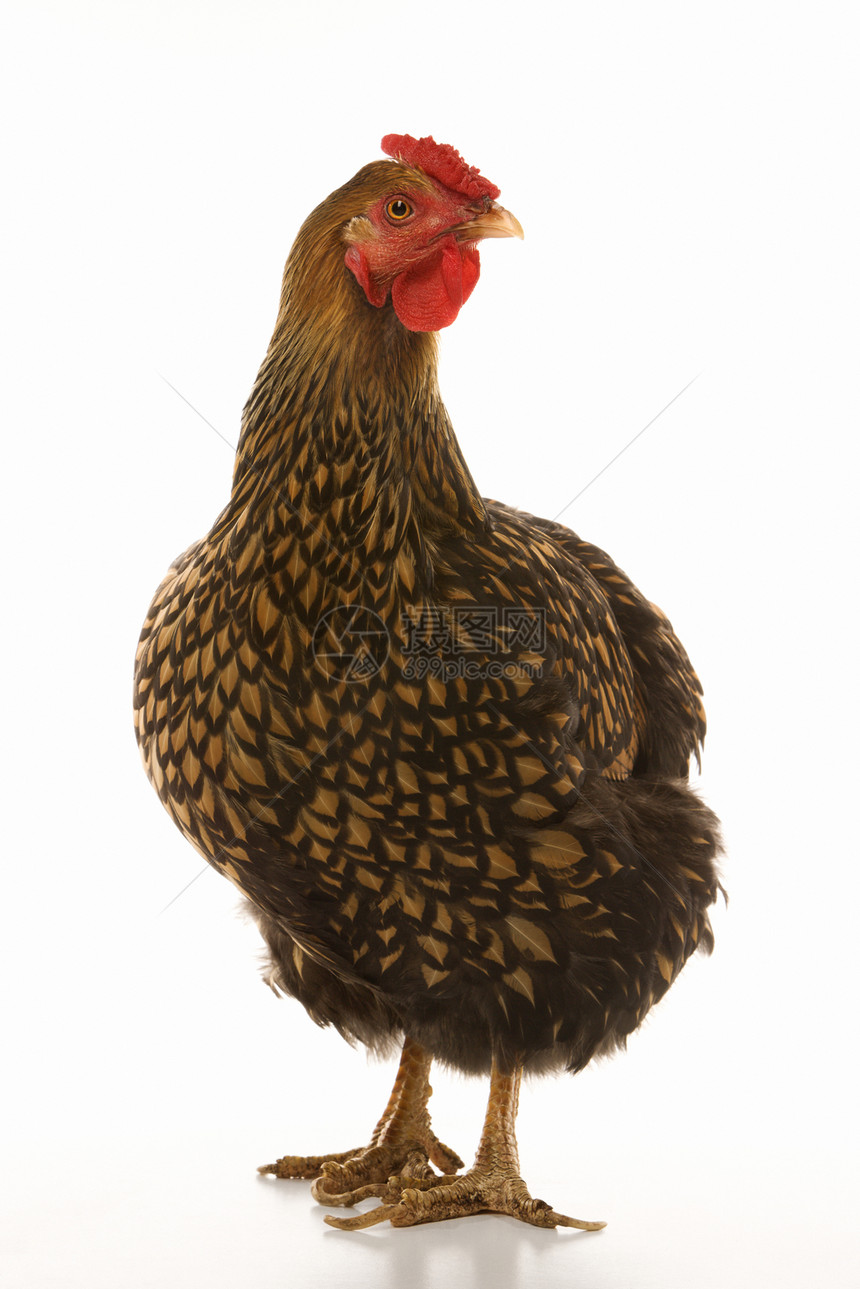 金色拉皮条维昂多特鸡照片动物母鸡农场家畜宠物蕾丝家禽农业图片