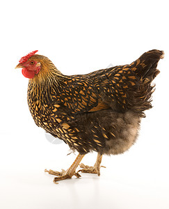 金色拉皮条维昂多特鸡农场家畜农业动物宠物照片蕾丝家禽母鸡背景图片