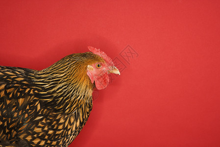 红背景的漂亮鸡肉背景图片