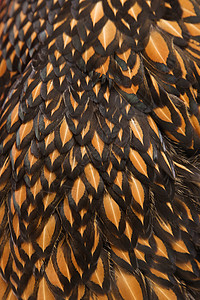金色拉链维昂多特鸡羽毛背景图片