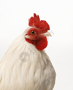 一只鸡农场动物眼神接触高清图片