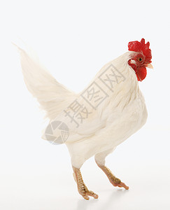 英国老班坦公鸡家畜脚鸡家禽农业英语照片农场宠物动物高清图片