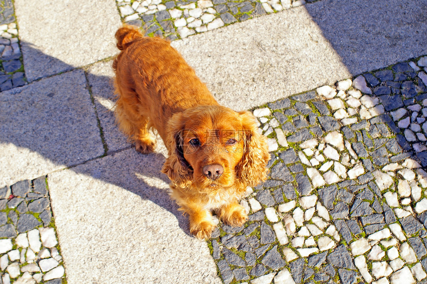 可卡犬工作室宠物英语小狗棕色朋友犬类卷曲哺乳动物猎犬图片