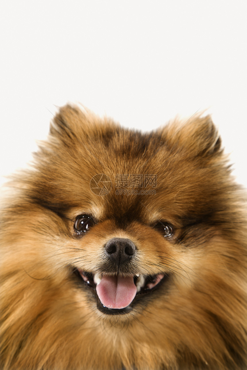 波美拉尼亚狗肖像动物微笑眼神犬类长发小狗家畜照片宠物玩具图片