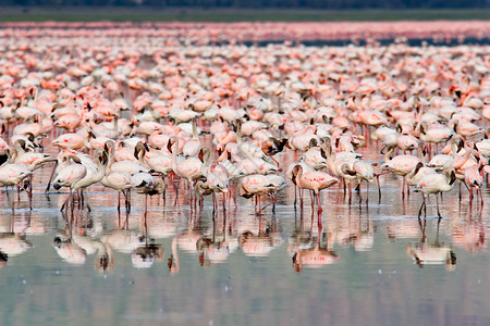 火烈鸟荒野鸟类粉色风景旅行社会羽毛反射团体野生动物高清图片