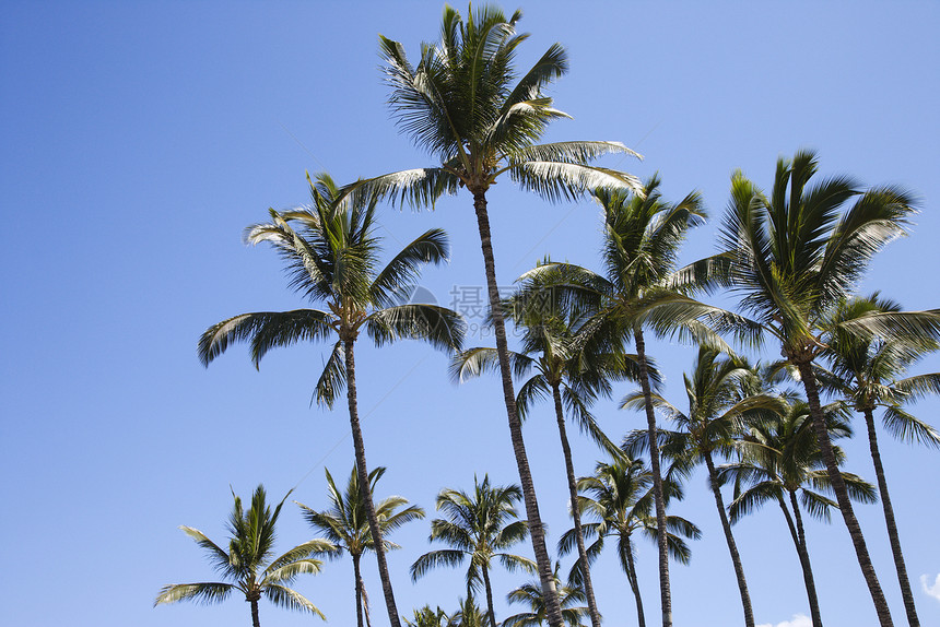 棕榈树对着蓝天树木热带照片风景水平图片