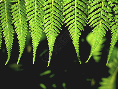 费尔绿色风景蕨类美丽地球植物森林环境叶子场地背景图片