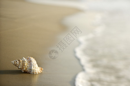 沙滩上的海螺壳海岸旅行照片选择性海洋支撑焦点贝壳水平假期背景图片